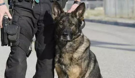 香港代购政策,香港代购政策最新