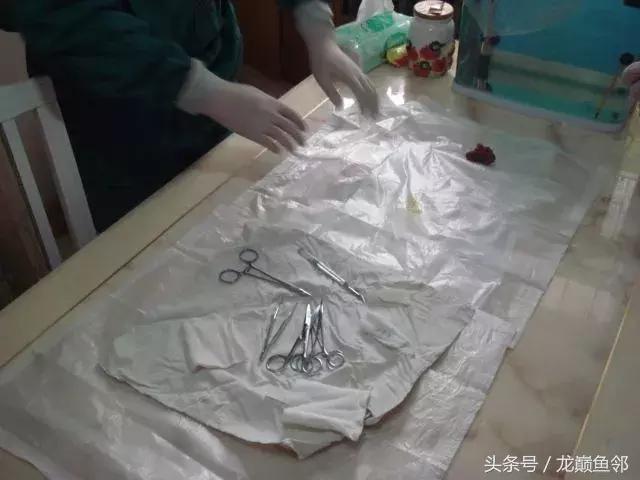 龙鱼撞缸失鳔抢救多久能恢复,龙鱼失鳔最急用的方法