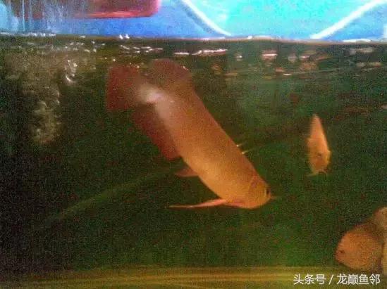 龙鱼撞缸失鳔抢救多久能恢复,龙鱼失鳔最急用的方法