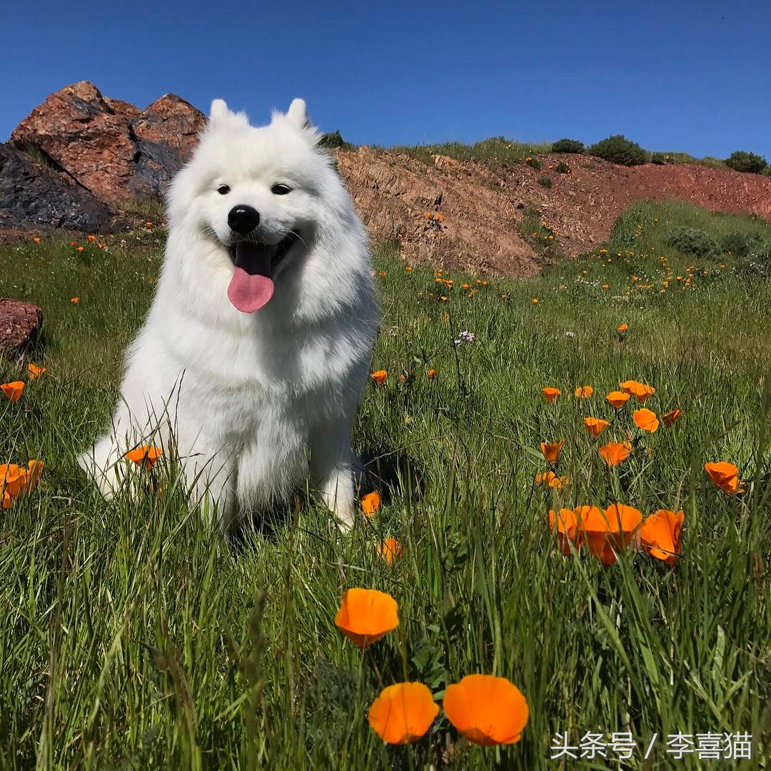微笑天使萨摩耶和狗弟,微笑天使雪橇三傻