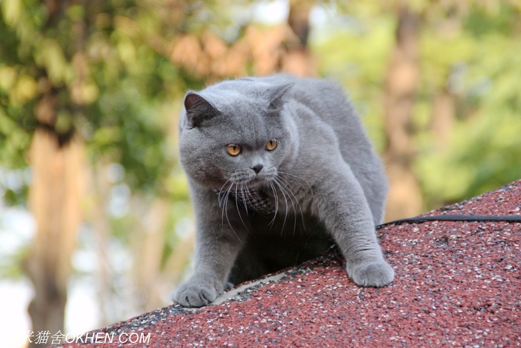 英短母三花猫的优点和缺点,怎么鉴别英短蓝白猫的血统纯不纯