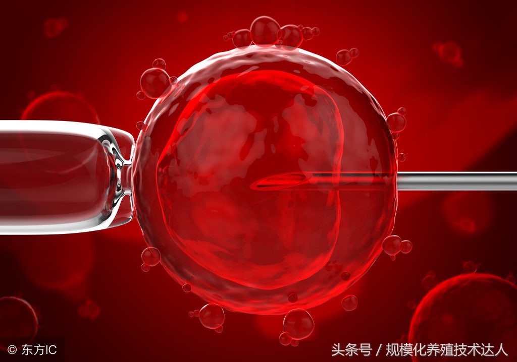 养羊如何选母羊,新手养羊母羊下崽怎么办