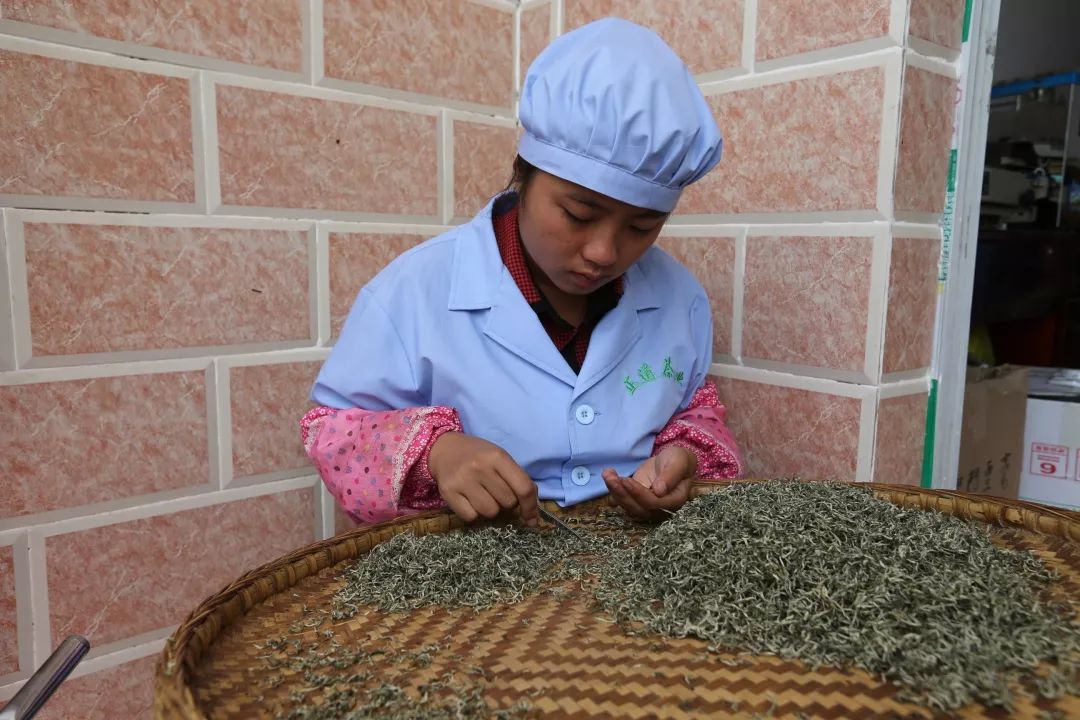 「创富人物」凌云茶乡“领头阳”的人善茶方纯