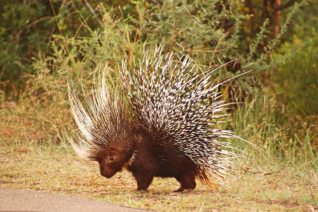 野外遇到这些巨型动物一定要小心,这十种动物千万别惹