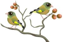 alittlebirdtoldme怎么读,alittlebirdtoldme