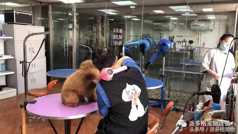 派多格宠物美容学校靠谱吗,派多格宠物店怎么开
