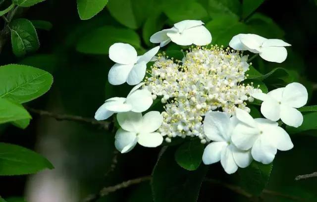 关于中国各个市的市花,盘点史上最全中国各城市市花