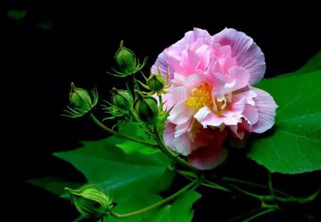 全国31省会城市的市花,全国56个市市花