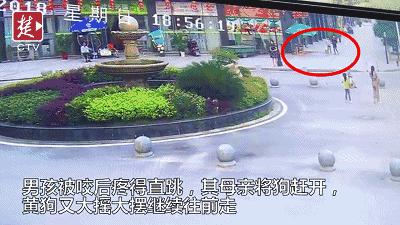 “嘴笼”恒久远，一套永流传！出门前给你家狗子戴上才是真的爱啊！