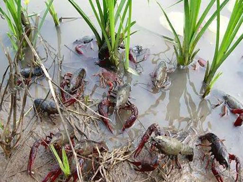 养虾怎么养效益最高,养虾做到这三点想不赚钱都难