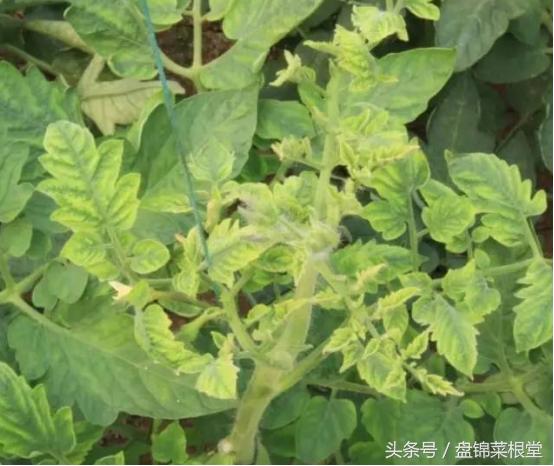 碱地柿子的正确做法,碱地柿子种植方法