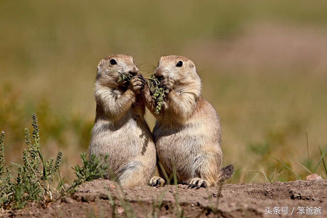 长得像猞猁但尾巴很长的动物,黑尾土拨鼠和旱獭哪个好看
