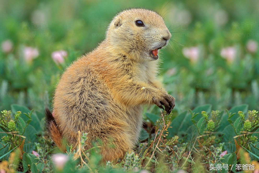 长得像松鼠又像黄鼠狼的动物,黑尾土拨鼠和旱獭哪个好看