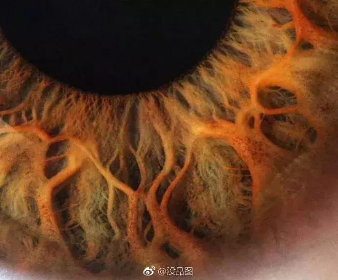 纳粹集中营1945,1945年德国集中营