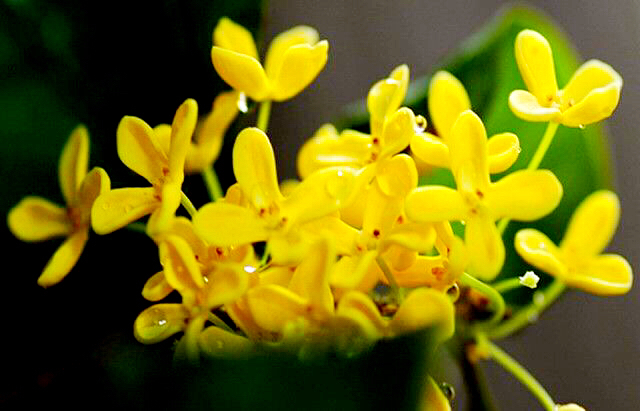 桂花飘香ll绿玉枝头万点黄，缕缕清香满庭芬