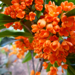 桂花飘香ll绿玉枝头万点黄，缕缕清香满庭芬