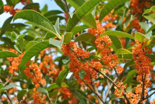 桂花飘香ll绿玉枝头万点黄，缕缕清香满庭芬