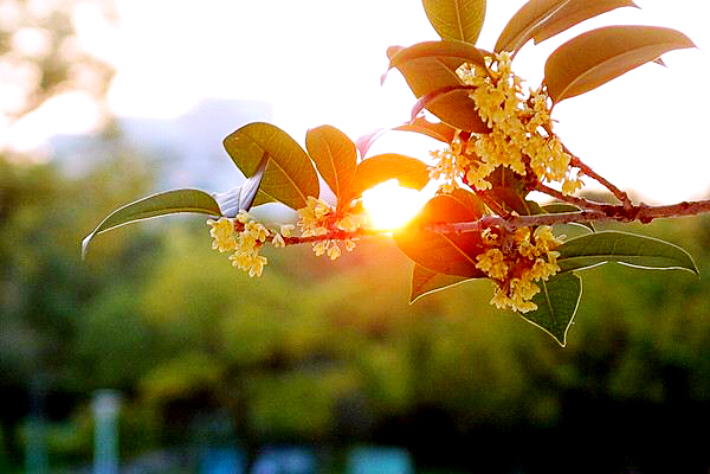 桂花飘香ll绿玉枝头万点黄，缕缕清香满庭芬