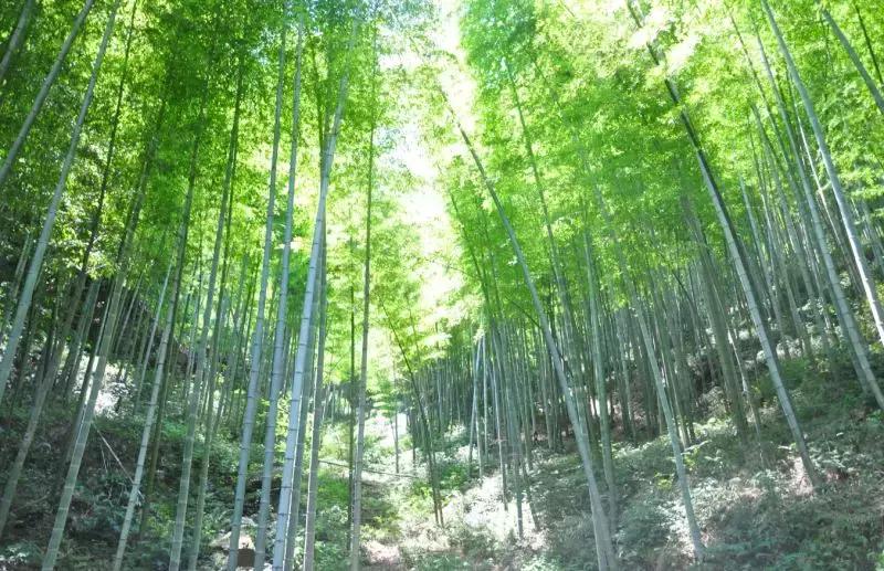 寻一方山水享一片清凉,宜兴竹海寻一方仙境嗅自然之香