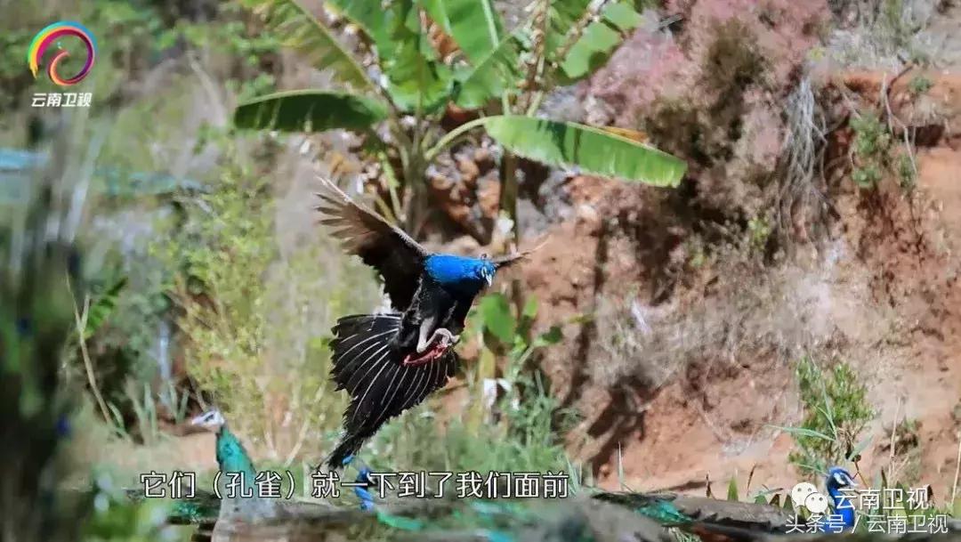 双胞胎潇洒骑马,双胞胎骑行川藏线
