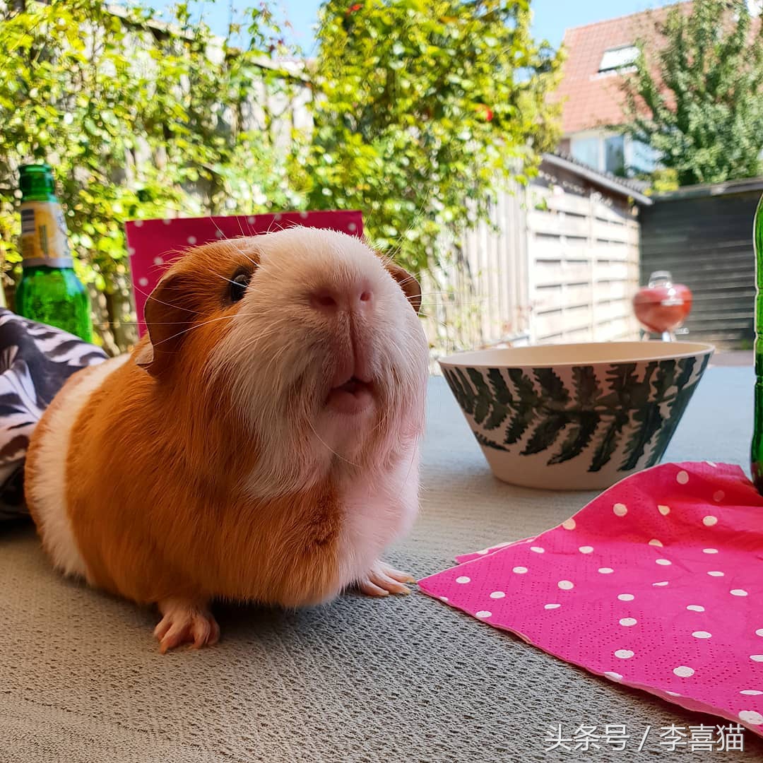 最好养的宠物豚鼠,豚鼠成长过程