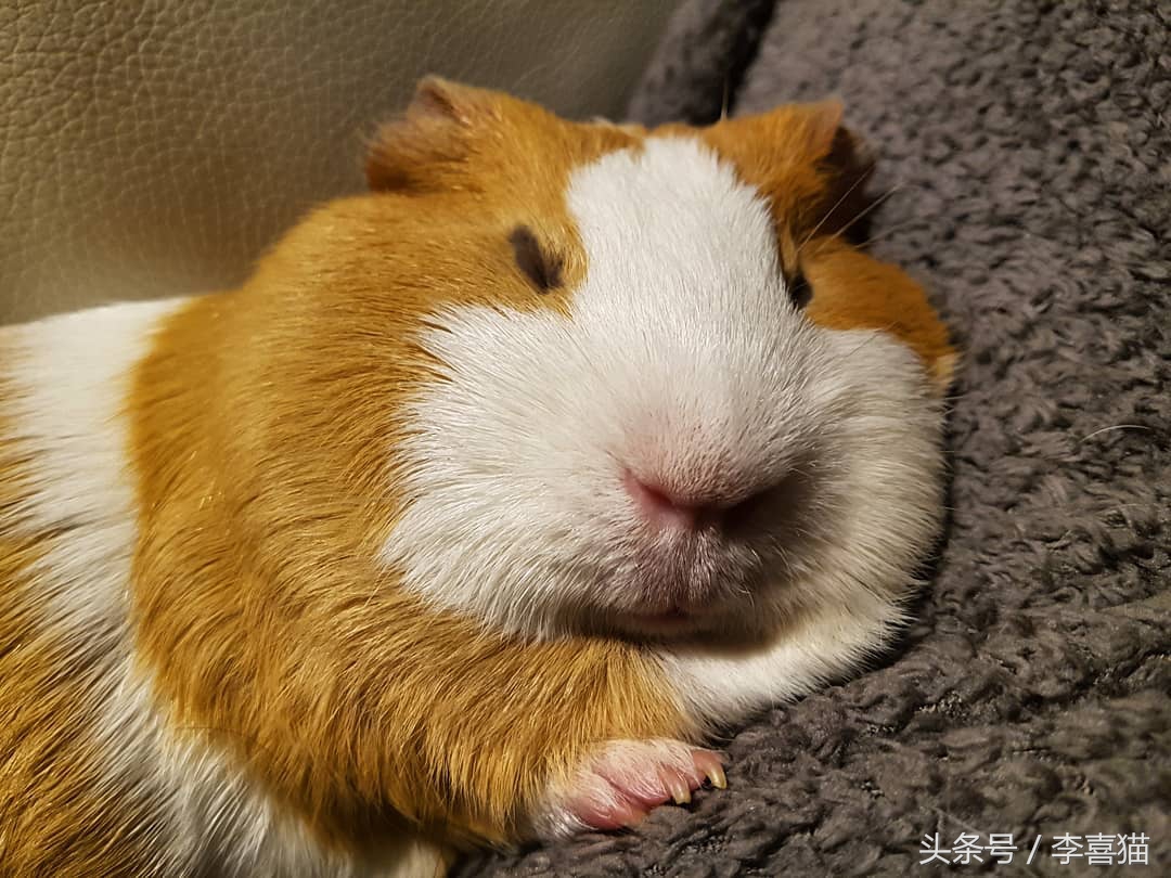 驯养动物历史,驯养动物有哪些