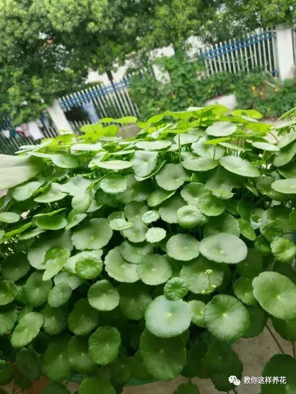 铜钱草修剪完干了如何补救,铜钱草与绿萝哪个好养