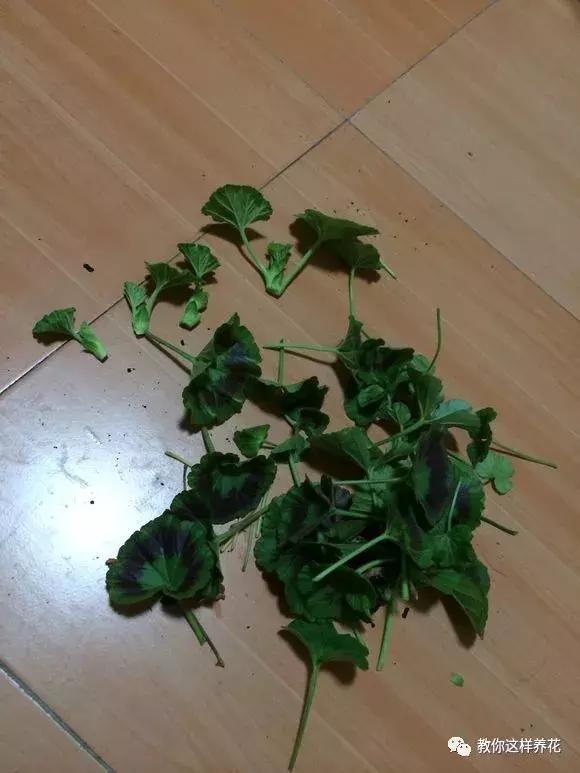 绿萝过冬后叶子全掉了,绿萝过完冬叶子黄了还能活吗