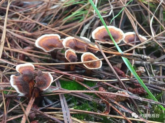 「周末去哪玩」上山捡菌乐无穷美味山珍饱口福