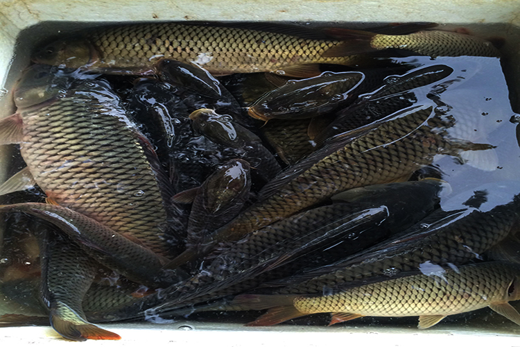 自制钓鱼小药小妙招,野钓鱼小药自制