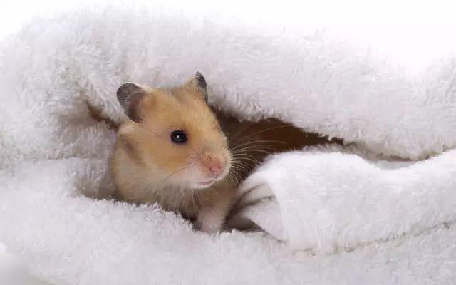 仓鼠脱毛是皮肤病吗,仓鼠换毛为什么变黑了