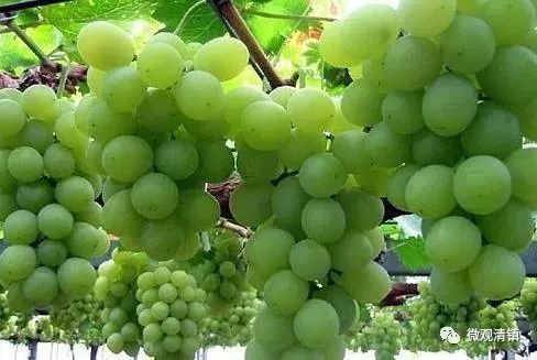 贵阳周边采摘水晶葡萄的地方,贵阳葡萄采摘地点推荐