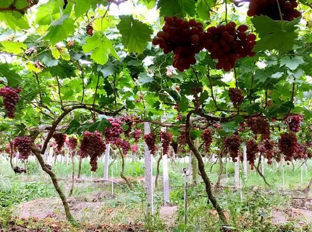 贵阳周边采摘水晶葡萄的地方,贵阳葡萄采摘地点推荐