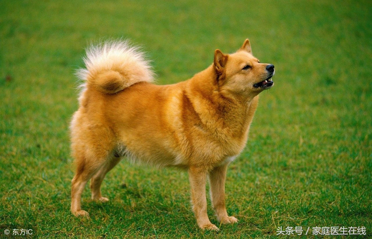 10多年前被狗咬过没打疫苗怎么办,被打过疫苗的狗咬伤不打疫苗行吗