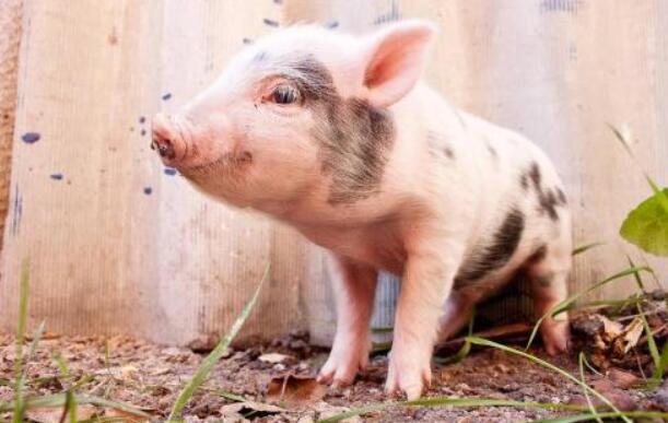 母猪的护理笑话,母猪护理专业笑话