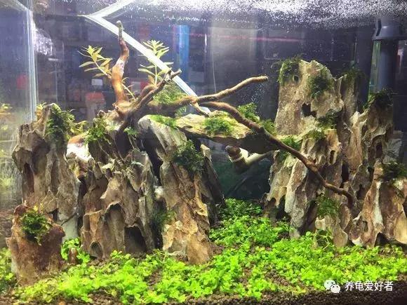 新手怎么布置龟的家,鳄龟怎么布置房子好看