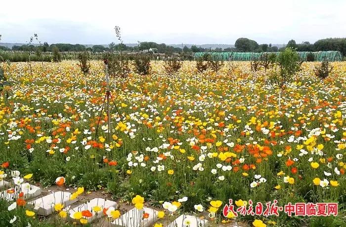 奋进之歌响彻美丽临夏