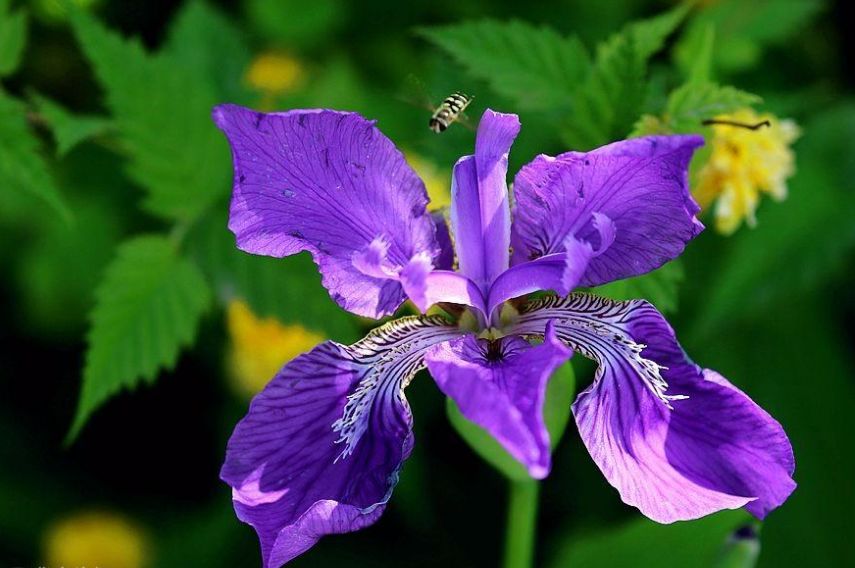 「词风雅韵」李瑾｜点绛唇十九韵十九花