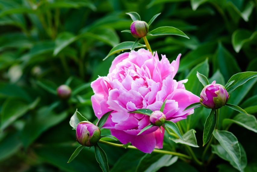 「词风雅韵」李瑾｜点绛唇十九韵十九花