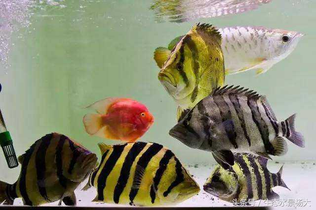 泰国斗鱼母鱼混养打架,斗鱼混养一定会打架吗