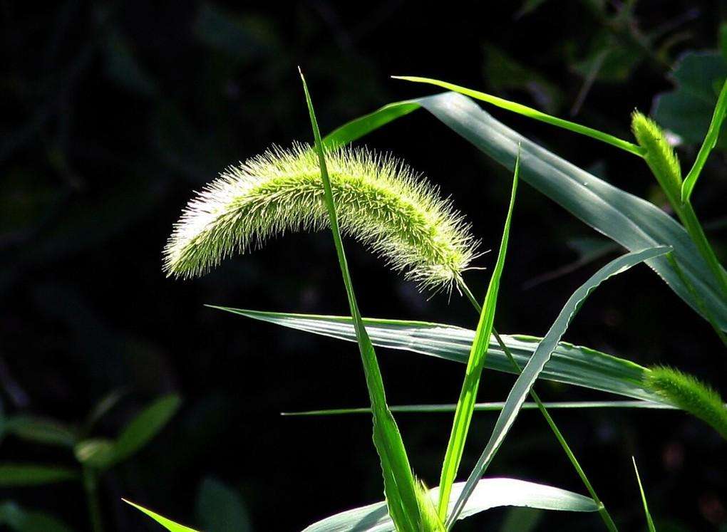 你还记得童年的狗尾草吗,狗尾草小时候