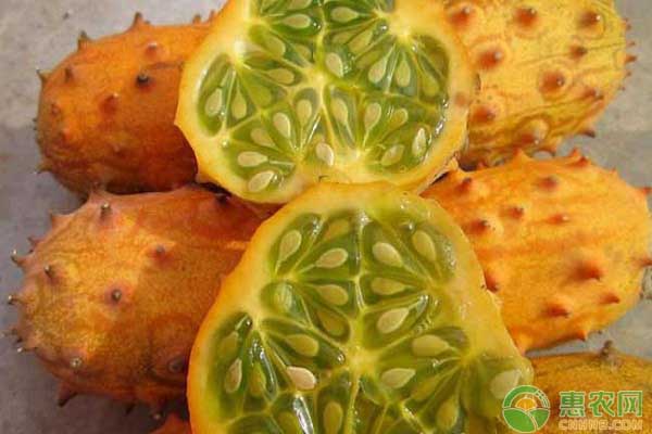 这种从非洲引进的洋果,虽说全身带刺,但却是减肥美容的佳品