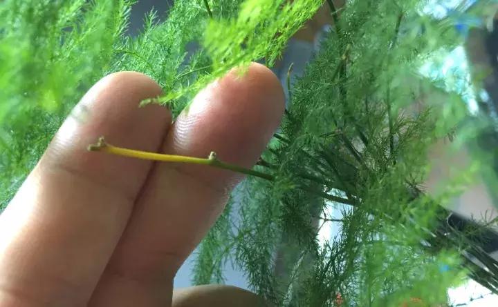 绿萝盆栽烂根了怎么办,君子兰绿萝叶子边发黄怎么办