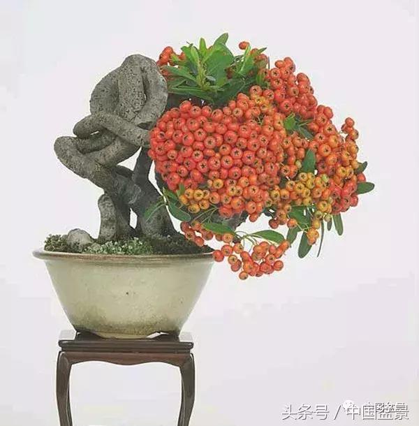 值得收藏的盆景养护常用技法