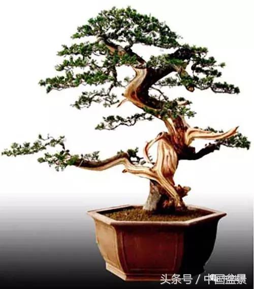 值得收藏的盆景养护常用技法