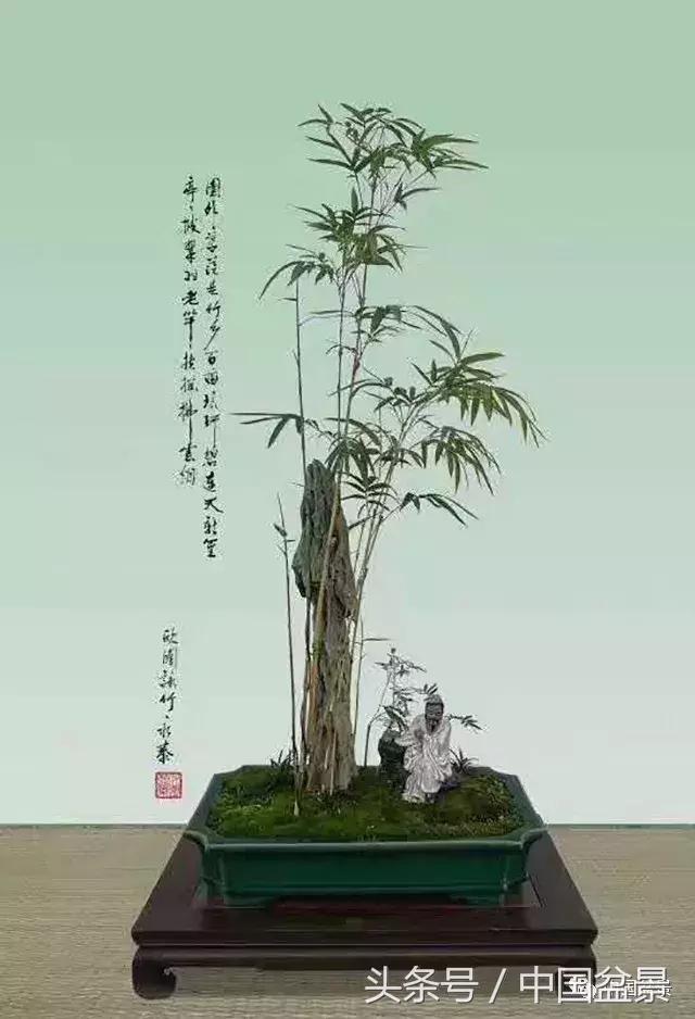 值得收藏的盆景养护常用技法