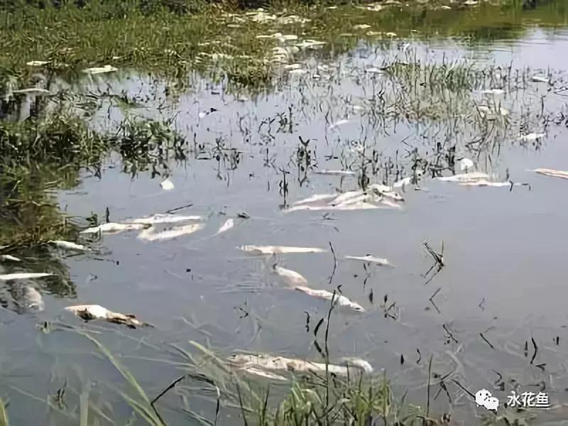 鱼药物中毒怎样补救,鱼塘鱼类药物中毒的症状