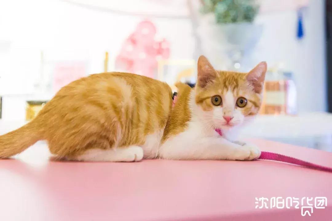 一口吞下宇宙!史上最“*力暴**”星空蛋糕,吃它得用锤子砸!