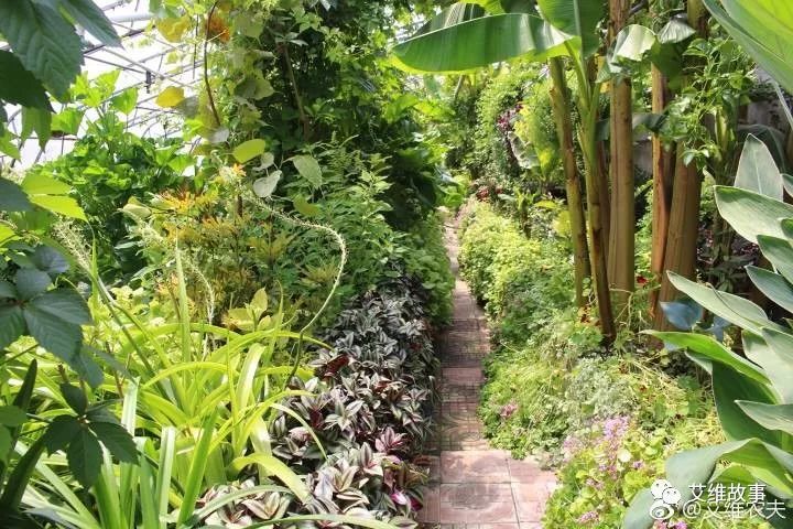 艾维农夫农场鱼菜共生,艾维徐箴言鱼菜共生系统设计建造