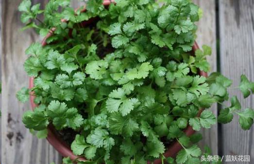 怎样种植芹菜和香菜,怎么种香菜韭菜视频